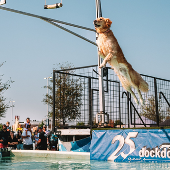 Golden retriever leaps into the air during a dock diving event, with spectators watching by a pool